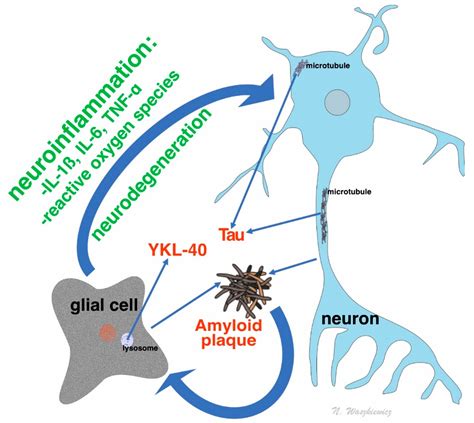 beta amyloid 42/40 ratio|A Review of Application of Aβ42/40 Ratio in Diagnosis and.